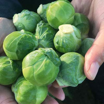 Brussels Sprouts: Miniature Nutritional Powerhouses