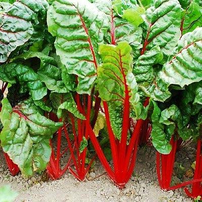 Swiss Chard: Colorful and Nutritious
