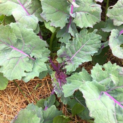 Kale: A Superstar of Antioxidants
